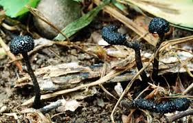 Attēlu rezultāti vaicājumam “Xylaria”