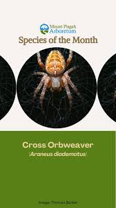 Attēlu rezultāti vaicājumam “Araneus diadematus eggs”