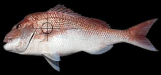 Image result for Pagrus auratus