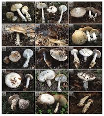 Attēlu rezultāti vaicājumam “Amanita”
