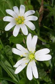 Attēlu rezultāti vaicājumam “Stellaria holostea fruit”