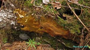 Attēlu rezultāti vaicājumam “Rigidoporus crocatus”