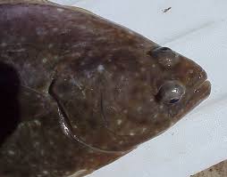 Image result for Hippoglossus hippoglossus