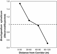 Attēlu rezultāti vaicājumam “Brachypodium sylvaticum fruit”