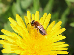 Attēlu rezultāti vaicājumam “Andrena haemorrhoa female”