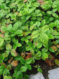 Attēlu rezultāti vaicājumam “Fragaria moschata leaf”