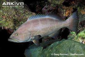 Image result for Mycteroperca interstitialis