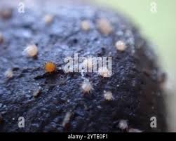 Attēlu rezultāti vaicājumam “Cheilymenia stercorea”