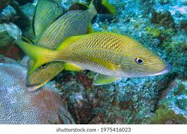 Image result for Haemulon plumierii