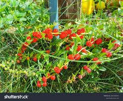 Attēlu rezultāti vaicājumam “Chenopodium foliosum”