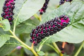 Attēlu rezultāti vaicājumam “Phytolaccaceae”