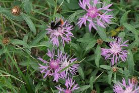 Attēlu rezultāti vaicājumam “Centaurea jacea fruit”