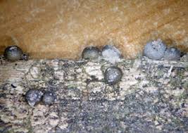 Attēlu rezultāti vaicājumam “Lycogala miserum”