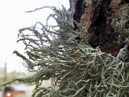 Attēlu rezultāti vaicājumam “Usnea hirta”