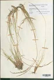 Attēlu rezultāti vaicājumam “Festuca polesica”