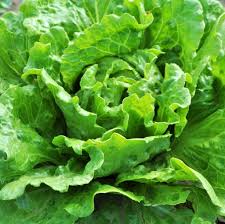 Attēlu rezultāti vaicājumam “Lactuca sativa”