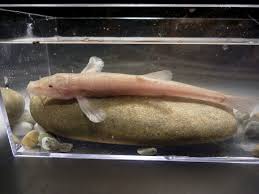 Attēlu rezultāti vaicājumam “Barbatula barbatula”