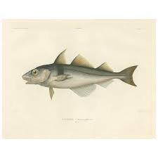 Image result for Melanogrammus aeglefinus