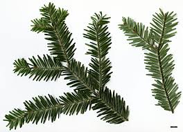 Attēlu rezultāti vaicājumam “Abies alba”