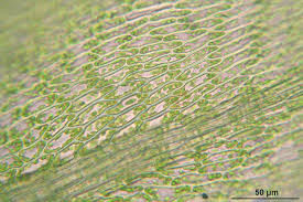 Attēlu rezultāti vaicājumam “Sciuro-hypnum reflexum”