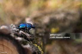 Attēlu rezultāti vaicājumam “Geotrupes stercorarius”