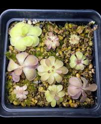 Attēlu rezultāti vaicājumam “Pinguicula vulgaris fruit”