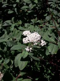 Attēlu rezultāti vaicājumam “Spiraea chamaedryfolia”