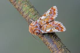 Attēlu rezultāti vaicājumam “Panolis flammea”