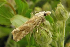 Attēlu rezultāti vaicājumam “Thiodia citrana”