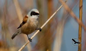 Attēlu rezultāti vaicājumam “Remiz pendulinus”