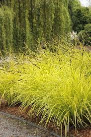 Attēlu rezultāti vaicājumam “Carex elata”