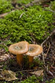 Attēlu rezultāti vaicājumam “Lactarius deterrimus”