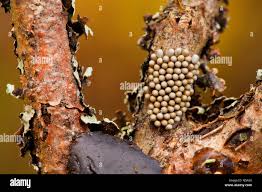 Attēlu rezultāti vaicājumam “Saturnia pavonia eggs”