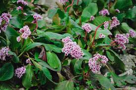 Attēlu rezultāti vaicājumam “Bergenia crassifolia flower”