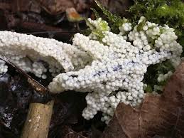 Attēlu rezultāti vaicājumam “Diderma chondrioderma”