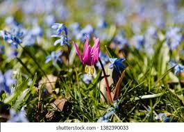 Attēlu rezultāti vaicājumam “Erythronium sibiricum”