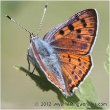 Attēlu rezultāti vaicājumam “Lycaena alciphron”