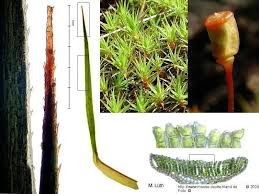 Attēlu rezultāti vaicājumam “Polytrichum commune var. perigoniale”