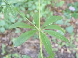 Attēlu rezultāti vaicājumam “Galium schultesii”