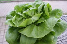 Image result for Kopfsalat
