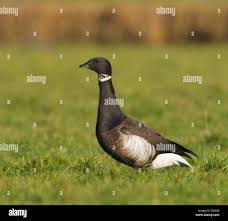 Attēlu rezultāti vaicājumam “Branta bernicla”