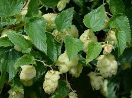 Attēlu rezultāti vaicājumam “Humulus lupulus”
