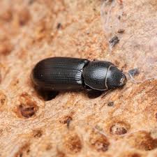 Attēlu rezultāti vaicājumam “Trogossitidae”