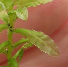 Attēlu rezultāti vaicājumam “Plagiomnium undulatum sporophyte”