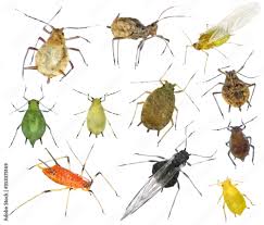 Attēlu rezultāti vaicājumam “Aphididae”