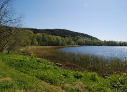 Attēlu rezultāti vaicājumam “Calliergon megalophyllum”