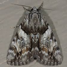 Attēlu rezultāti vaicājumam “Catoptria fulgidella”