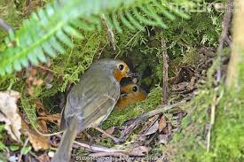 Attēlu rezultāti vaicājumam “Erithacus rubecula nest”