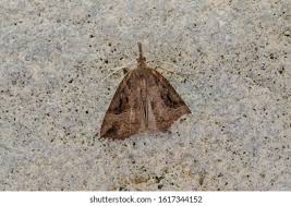 Attēlu rezultāti vaicājumam “Hypena rostralis”