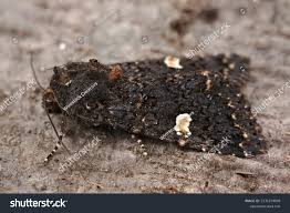 Attēlu rezultāti vaicājumam “Melanchra persicariae”